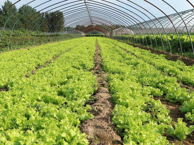 大棚建设：如何选择最适合的材料与结构